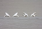 Silver bird studs (08-STS, 08-SWS)